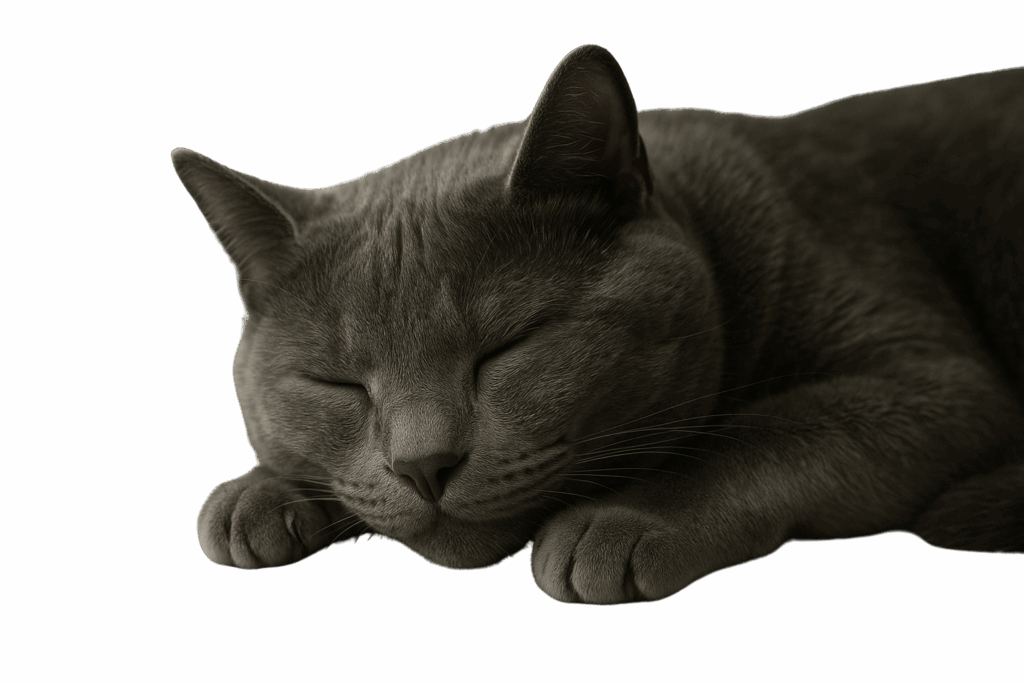 Prince, il gatto grigio, dorme
